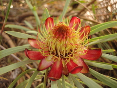 Protea acuminata