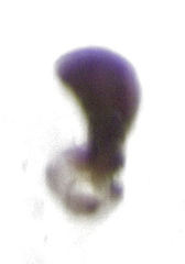 Phytomyza syngenesiae