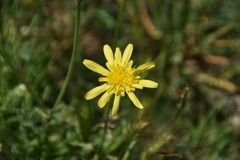 Takhtajaniantha austriaca