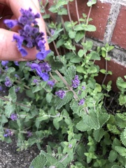 Nepeta racemosa