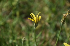 Takhtajaniantha austriaca
