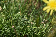 Takhtajaniantha austriaca