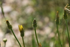 Takhtajaniantha austriaca