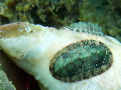 Rhyssoplax calliozona