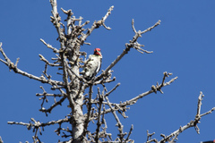 Sphyrapicus nuchalis
