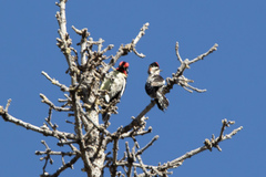 Sphyrapicus nuchalis