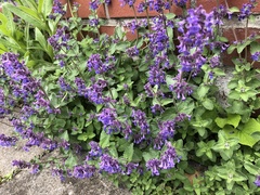 Nepeta racemosa