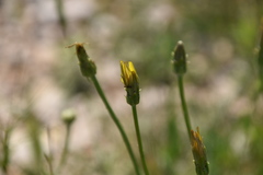 Takhtajaniantha austriaca