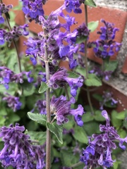 Nepeta racemosa