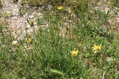 Takhtajaniantha austriaca