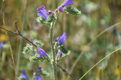 Echium vulgare pustulatum