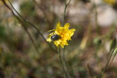 Tropinota hirta