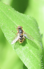 Anasimyia anausis