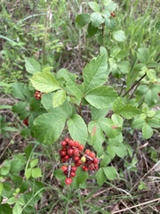 Rhus aromatica serotina