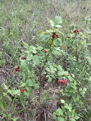 Rhus aromatica serotina