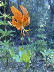 Lilium humboldtii humboldtii