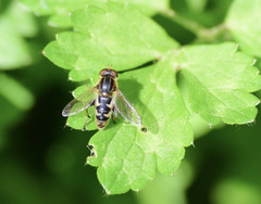 Anasimyia anausis