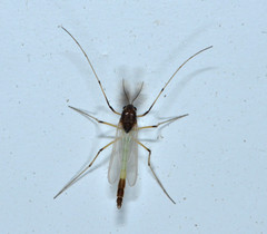 Endochironomus nigricans