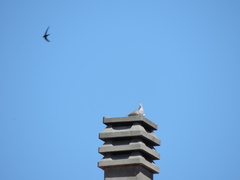 Streptopelia decaocto