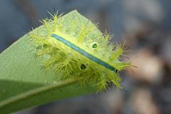 Quasithosea obliquistriga