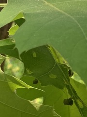 Homoeolabus analis