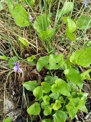 Viola uliginosa