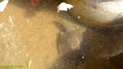 Lissemys scutata