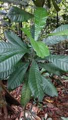 Agrostistachys borneensis