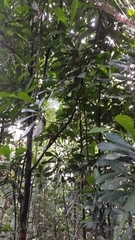 Agrostistachys borneensis