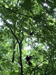 Pipilo erythrophthalmus