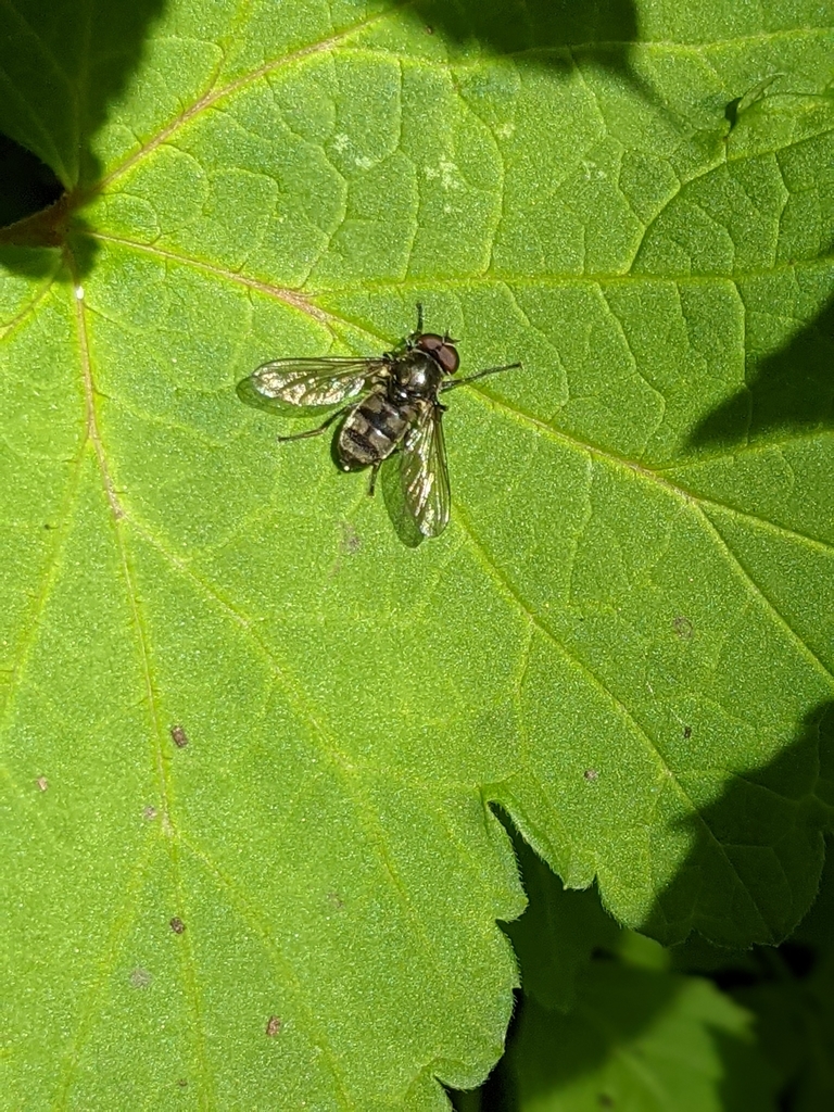 Ramson's Hoverfly