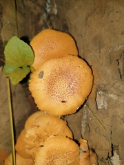 Basidiomycota
