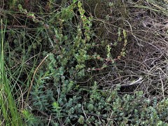 Cliffortia phyllanthoides