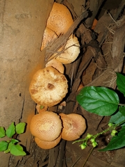 Basidiomycota