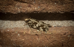Barea eucapnodes