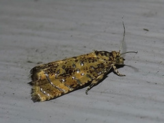 Olethreutes ferrolineana