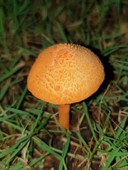 Agaricus trisulphuratus