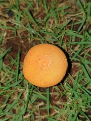 Agaricus trisulphuratus