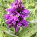 Broad-leaved Marsh Orchid - Photo (c) heidiforsom, some rights reserved (CC BY-NC)