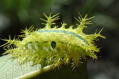 Quasithosea obliquistriga