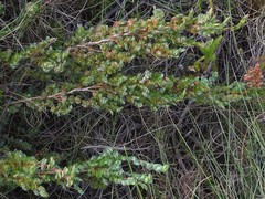 Cliffortia phyllanthoides