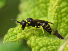 Hylaeus pictus