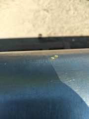 Arthropoda
