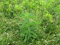 Vernonia flaccidifolia