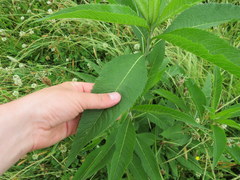 Vernonia flaccidifolia