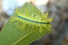 Quasithosea obliquistriga