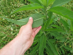 Vernonia flaccidifolia