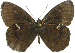 Pedaliodes rodriguezi