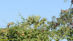 Callosciurus pygerythrus