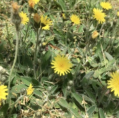 Pilosella officinarum